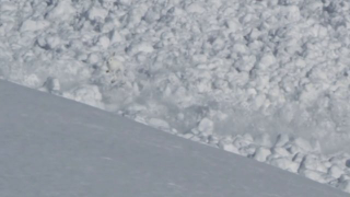 Bunny Surfs Avalanche